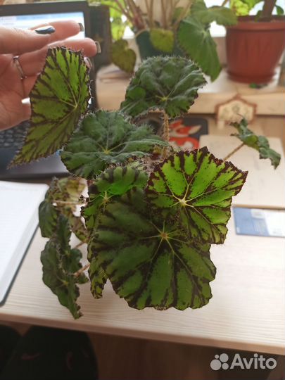 Бегония тигровая