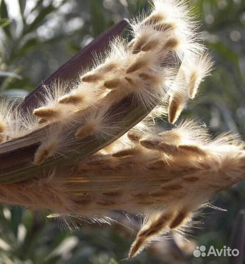 Семена Олеандра