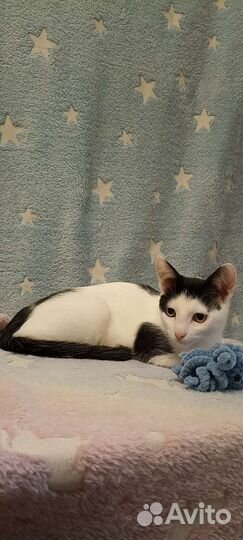 Котёнок мальчик