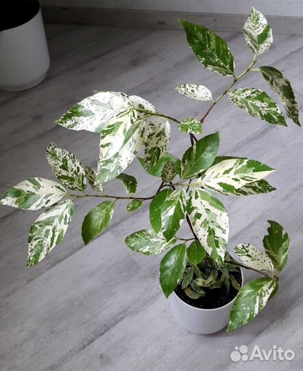 Фикусы укорененные и на срез