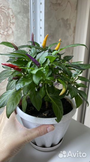 Перец острый сладкий женщинам мужчинам