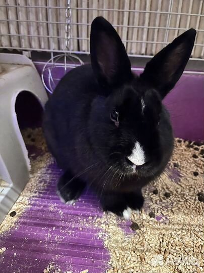 Декоративный кролик