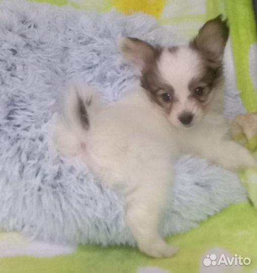 Щенки папийона