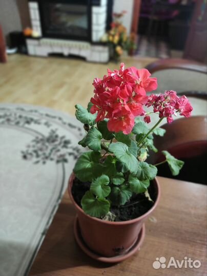 Комнатные растения