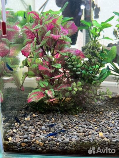 Нано аквариум