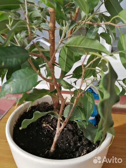 Фикус Беджамина