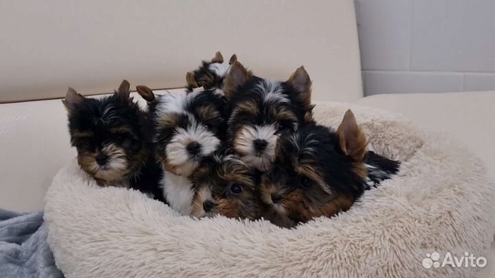 Самые красивые щенки Бивер