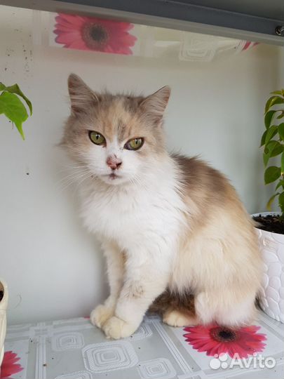 Кошка ищет дом