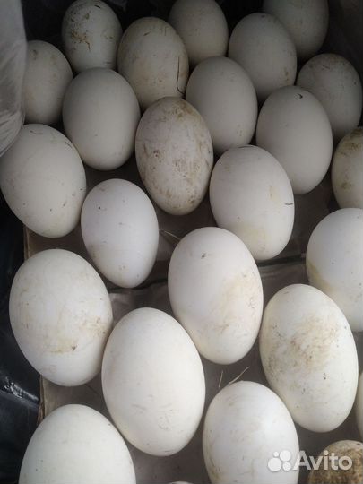 Инкубационное яйцо гусей