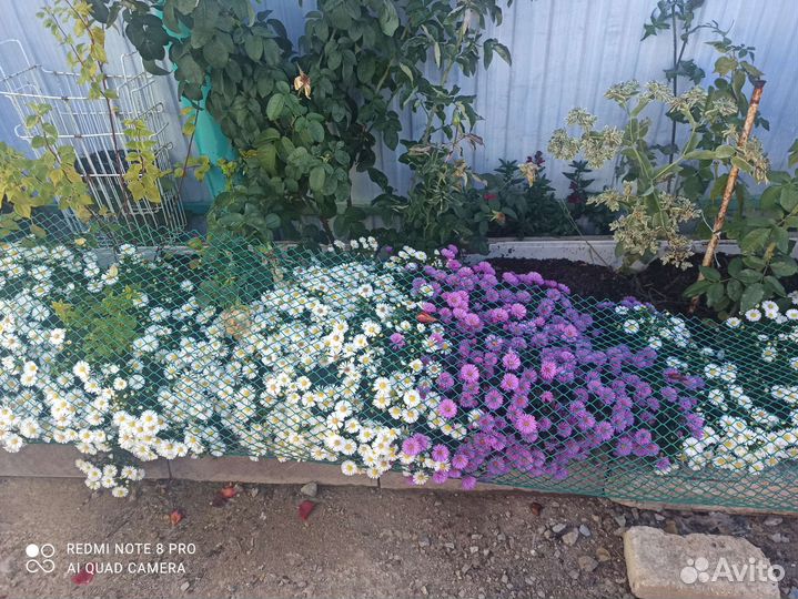 Сентябринки