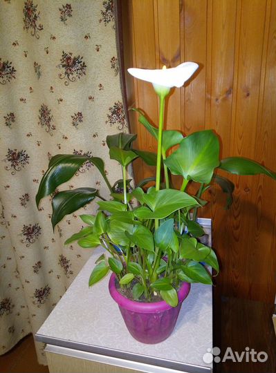 Калла Эфиопская