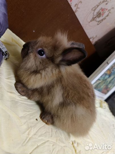 Карликовые львиноголовые крольчата