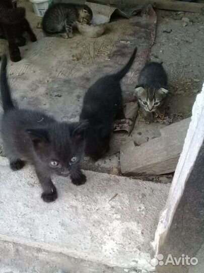 Котята в добрые руки бесплатно