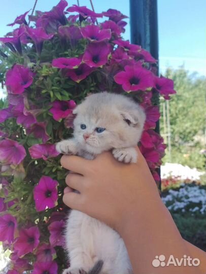 Шотландские котята