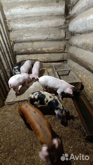 Поросенок ландрас