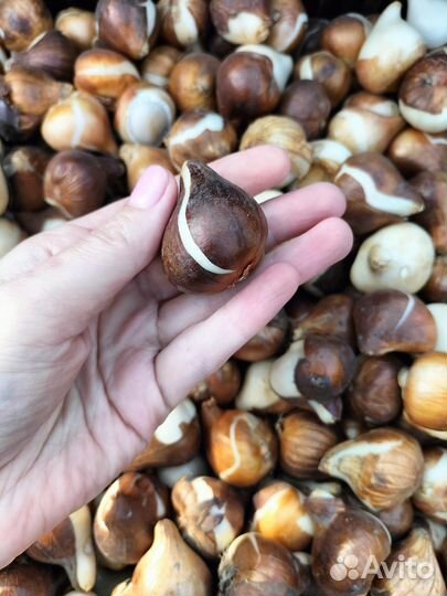 Луковицы тюльпанов оптом 12+