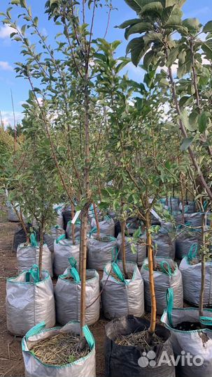 Саженцы плодовых