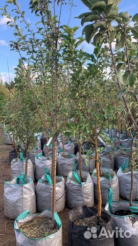 Саженцы плодовых