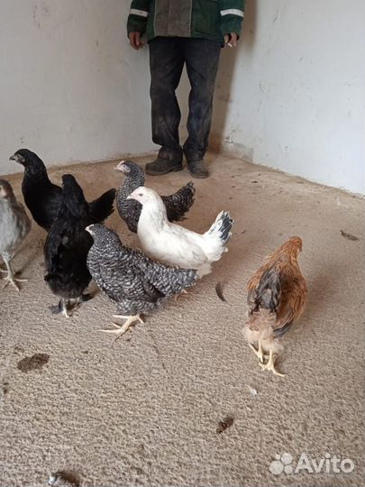 Куры доминант, Адлер серебристый