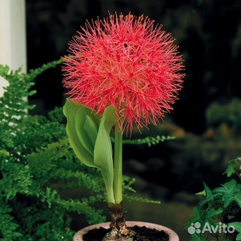 Растение амариллисовых Скадоксус