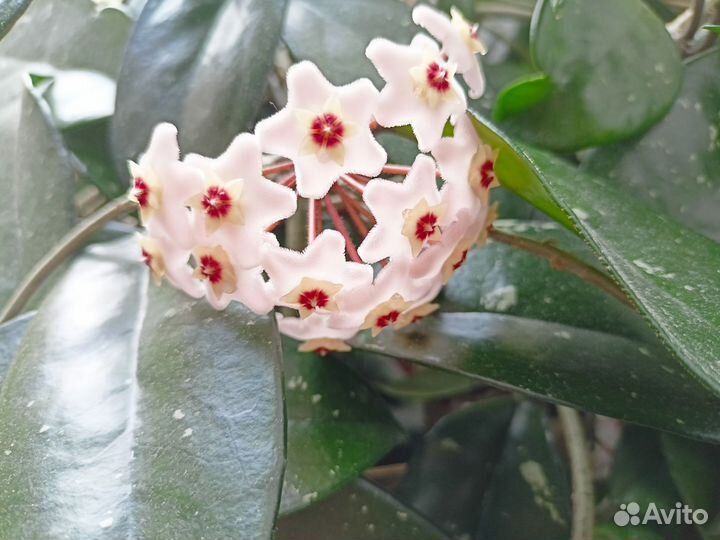 Домашние цветы