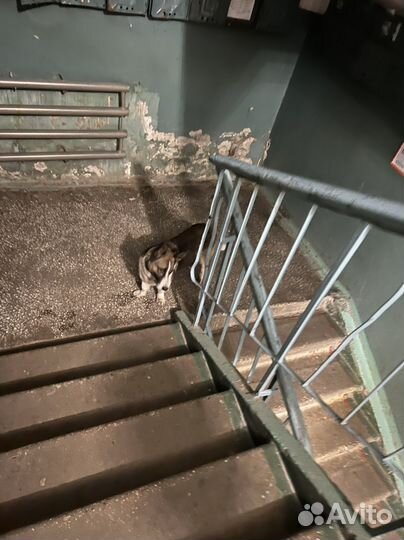 Найдена собака, кобель