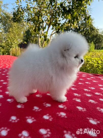 Шпиц щенок девочка