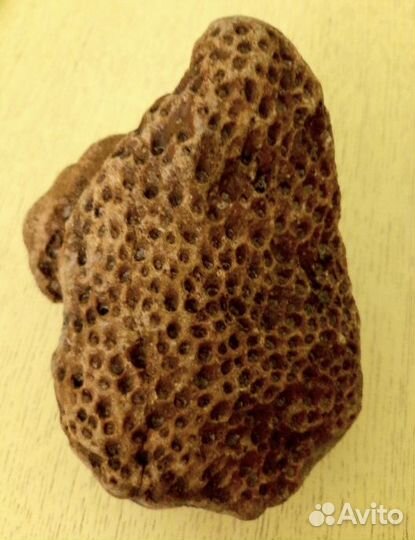 Окаменелый красный коралл. Колония. Древность