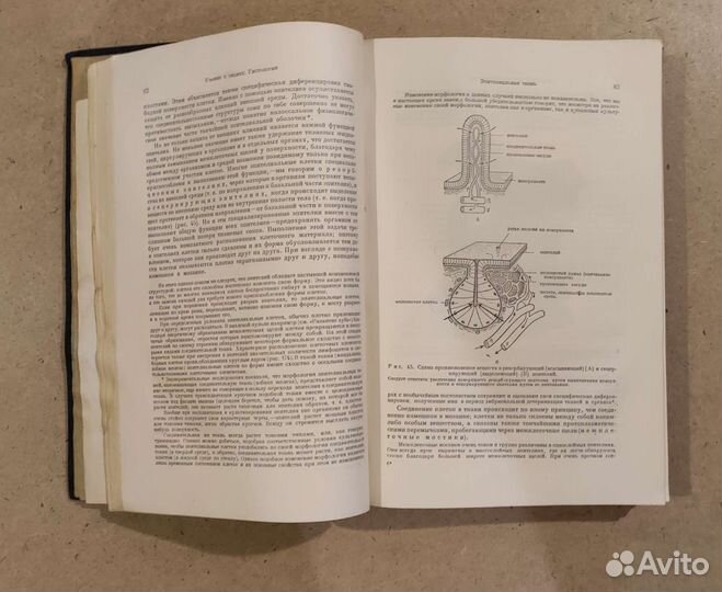 Учебник Гистологии Ф-Штер - В. Меллендорф 1936