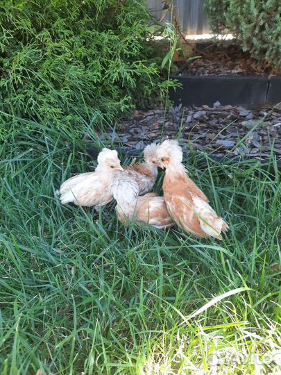 Цыплята Падуаны, ия