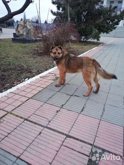 Собака ищет дом