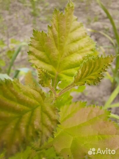 Боярышник крупноплодный саженцы