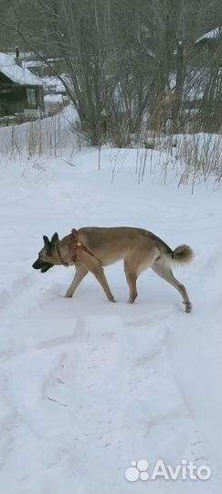 Отдам собаку в самые лучшие руки