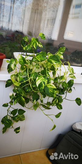 Сциндапсус эпипремнум