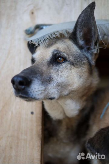 Умный пес из приюта в добрые руки