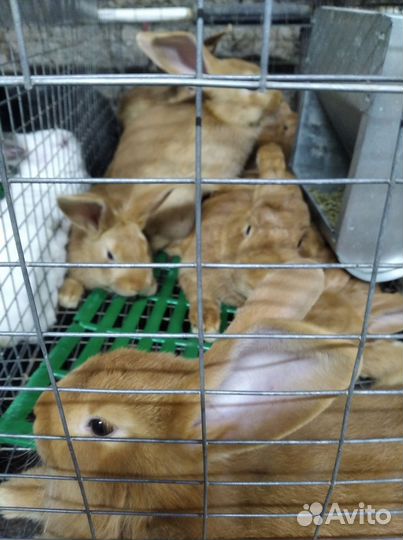 Калифорнийские кролики