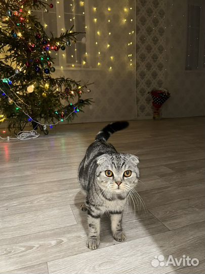 Кот для вязки