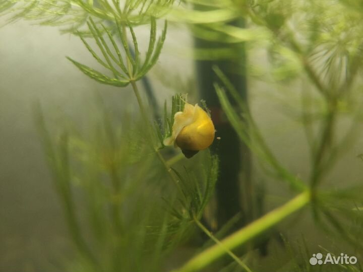 Улитки ампуляриив дар