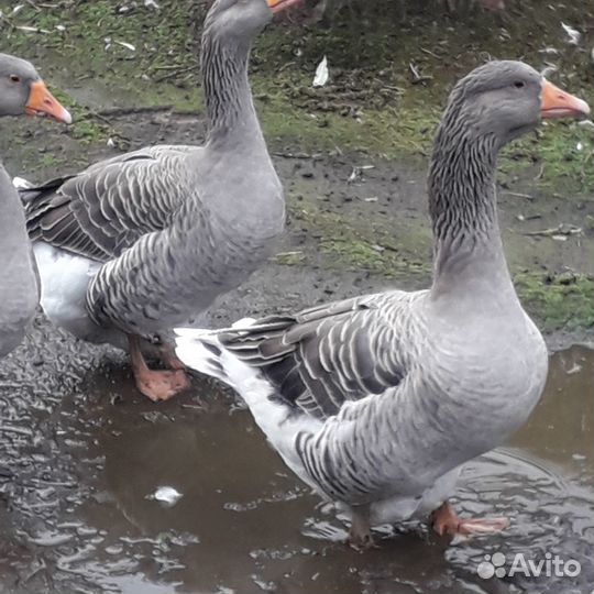 Гуси линда и большой серый