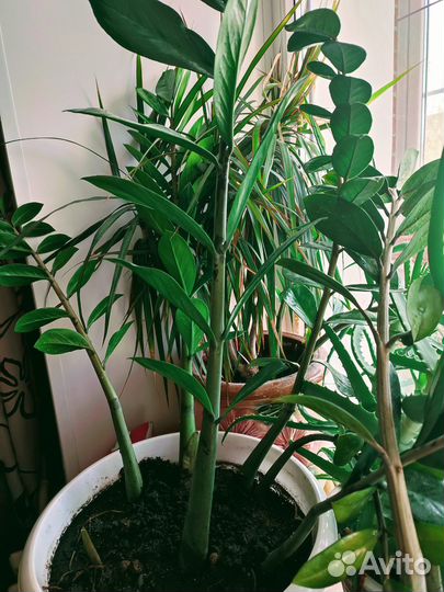 Замиокулькас