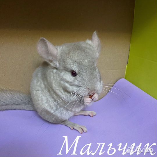 Шиншилла