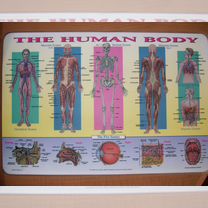 body - Купить учебники 📚 во всех регионах с доставкой | Недорогие ...
