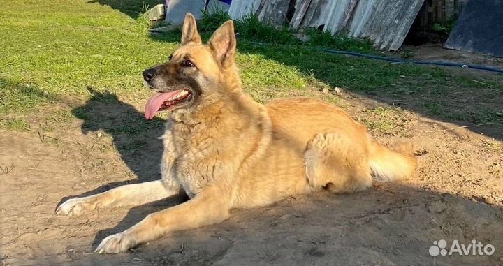 Чудесная Ника в частный дом охраница и умница