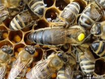 Пчеломатки, пчелопакеты, пчелосемьи маточники зрел