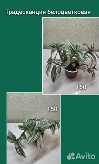 Комнатные цветы