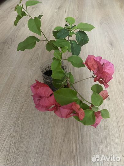 Комнатные растения