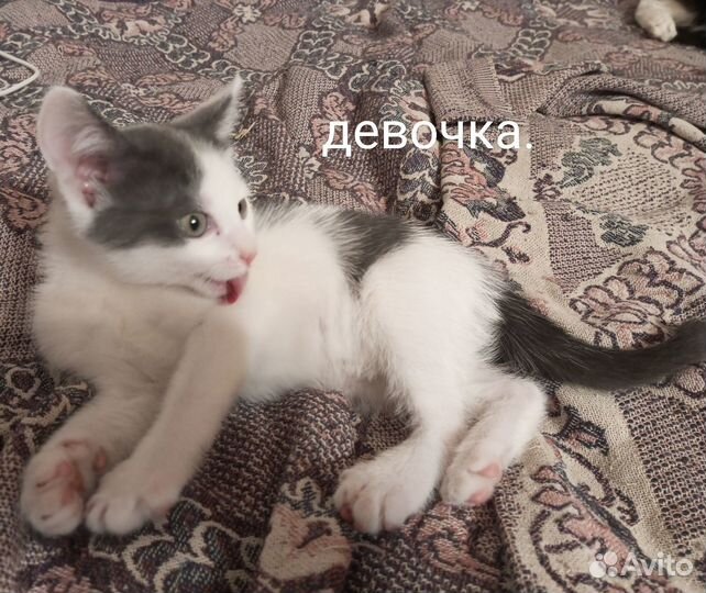 Котята в добрые руки бесплатно