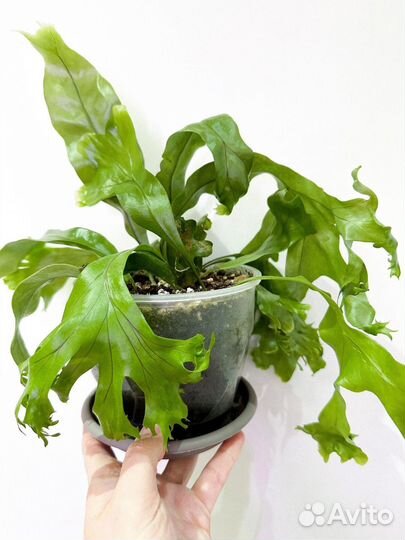 Папоротники, кротоны