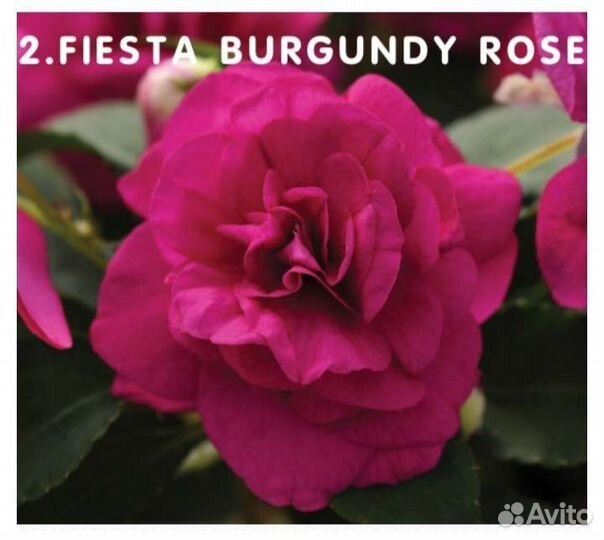 Бальзамины махровые сортовые