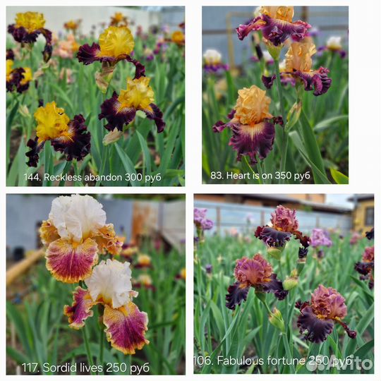 Ирисы бородатые сортовые